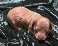 Coda - Chocolate and Tan Long-haired , a male Miniature Dachshund for sale in Cadiz, KY – 4 of 6