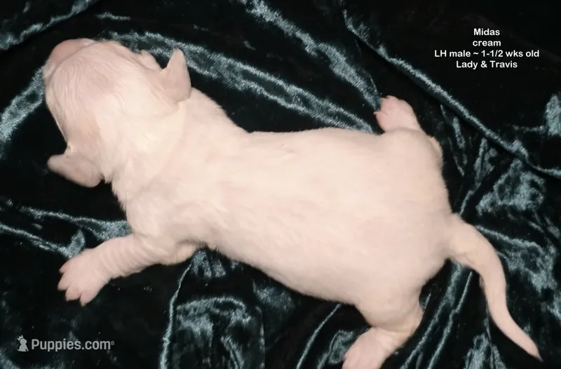 Midas - CREAM LONG HAIRED  – Miniature Dachshund puppy for sale in Cadiz, KY