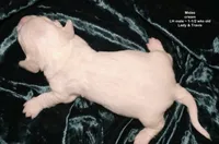 Midas - CREAM LONG HAIRED , a male Miniature Dachshund for sale in Cadiz, KY – 1 of 8