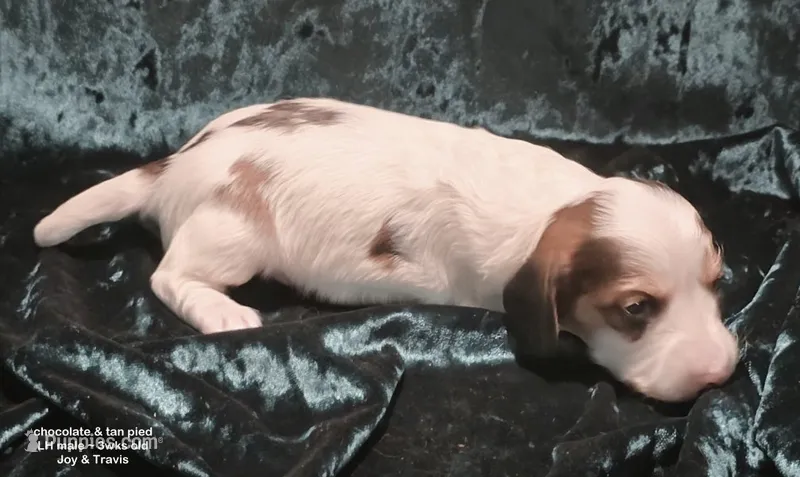 Kaden - Long haired Chocolate Pied – Miniature Dachshund puppy for sale in Cadiz, KY