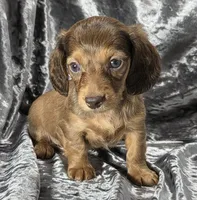 Koda - long haired solid chocolate and tan, a male Miniature Dachshund for sale in Cadiz, KY – 5 of 6