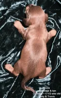 Coda - Chocolate and Tan Long-haired , a male Miniature Dachshund for sale in Cadiz, KY – 2 of 6