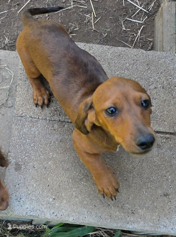 Parker  – Miniature Dachshund puppy for sale in Cadiz, KY