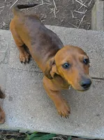 Parker , a male Miniature Dachshund for sale in Cadiz, KY – 1 of 4