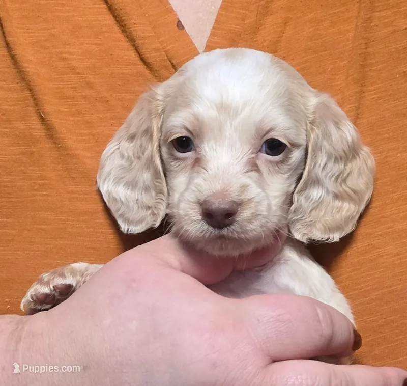 Midas - CREAM LONG HAIRED  – Miniature Dachshund puppy for sale in Cadiz, KY