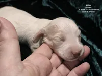 Midas - CREAM LONG HAIRED , a male Miniature Dachshund for sale in Cadiz, KY – 8 of 8