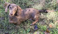 Chip, a male Miniature Dachshund for sale in Cadiz, KY – 2 of 7