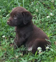 Little Boy Blue, a male Labrador Retriever for sale in Hopkinsville, KY – 2 of 7