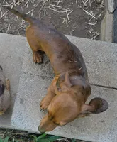 Parker , a male Miniature Dachshund for sale in Cadiz, KY – 4 of 4