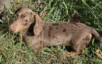 Chip, a male Miniature Dachshund for sale in Cadiz, KY – 3 of 7
