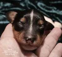 Miles - long haired-pied, a male Miniature Dachshund for sale in Cadiz, KY – 4 of 5