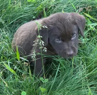 Chocolate  Labradors AKC , a female Labrador Retriever for sale in Hopkinsville, KY – 4 of 9