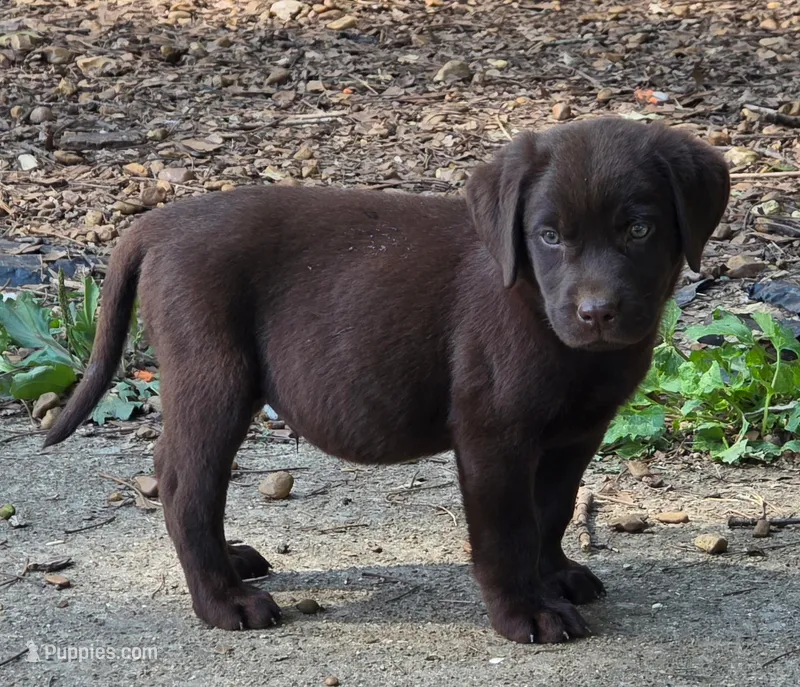 AKC Chocolate Labrador Orange Boy – Labrador Retriever puppy for sale in Hopkinsville, KY