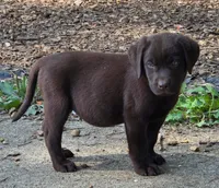 AKC Chocolate Labrador Orange Boy, a male Labrador Retriever for sale in Hopkinsville, KY – 1 of 4