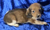 Duke - Long-haired Pied, a male Miniature Dachshund for sale in Cadiz, KY – 3 of 4