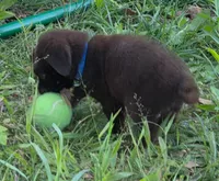 Little Boy Blue, a male Labrador Retriever for sale in Hopkinsville, KY – 4 of 7