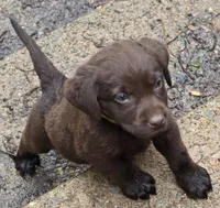 Chocolate  Labradors AKC , a female Labrador Retriever for sale in Hopkinsville, KY – 9 of 9