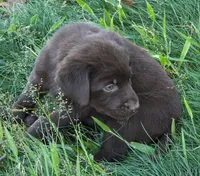 Chocolate  Labradors AKC , a female Labrador Retriever for sale in Hopkinsville, KY – 7 of 9