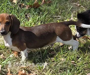 Rocket – Miniature Dachshund puppy for sale in Cadiz, KY