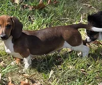 Rocket, a male Miniature Dachshund for sale in Cadiz, KY – 1 of 1