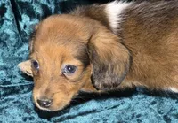 Duke - Long-haired Pied, a male Miniature Dachshund for sale in Cadiz, KY – 4 of 4