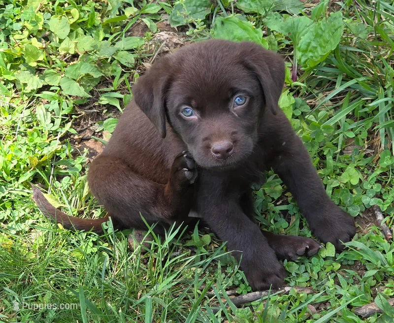 Little Boy Blue – Labrador Retriever puppy for sale in Hopkinsville, KY