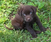 Little Boy Blue, a male Labrador Retriever for sale in Hopkinsville, KY – 1 of 7