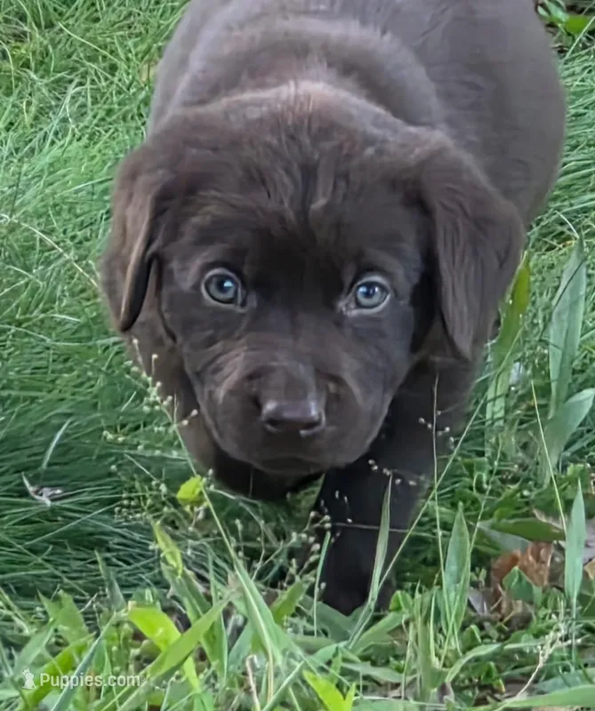 Chocolate  Labradors AKC  – Labrador Retriever puppy for sale in Hopkinsville, KY