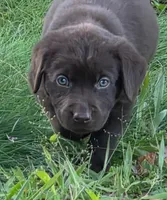 Chocolate  Labradors AKC , a female Labrador Retriever for sale in Hopkinsville, KY – 1 of 9