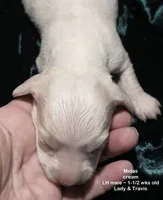 Midas - CREAM LONG HAIRED , a male Miniature Dachshund for sale in Cadiz, KY – 3 of 8