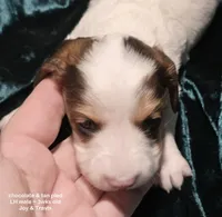 Kaden - Long haired Chocolate Pied, a male Miniature Dachshund for sale in Cadiz, KY – 3 of 6