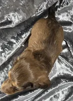 Koda - long haired solid chocolate and tan, a male Miniature Dachshund for sale in Cadiz, KY – 4 of 6