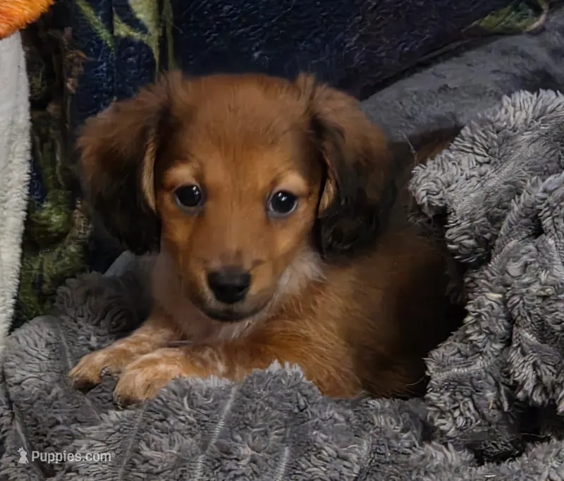 Duke - Long-haired Pied – Miniature Dachshund puppy for sale in Cadiz, KY
