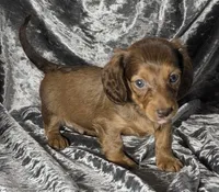 Koda - long haired solid chocolate and tan, a male Miniature Dachshund for sale in Cadiz, KY – 2 of 6