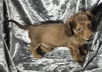 Koda - long haired solid chocolate and tan, a male Miniature Dachshund for sale in Cadiz, KY – 6 of 6