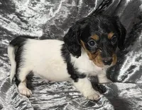 Miles - long haired-pied, a male Miniature Dachshund for sale in Cadiz, KY – 4 of 6
