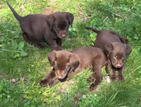AKC Chocolate Labrador Orange Boy, a male Labrador Retriever for sale in Hopkinsville, KY – 4 of 4