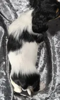 Miles - long haired-pied, a male Miniature Dachshund for sale in Cadiz, KY – 2 of 6