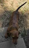 Parker , a male Miniature Dachshund for sale in Cadiz, KY – 2 of 4