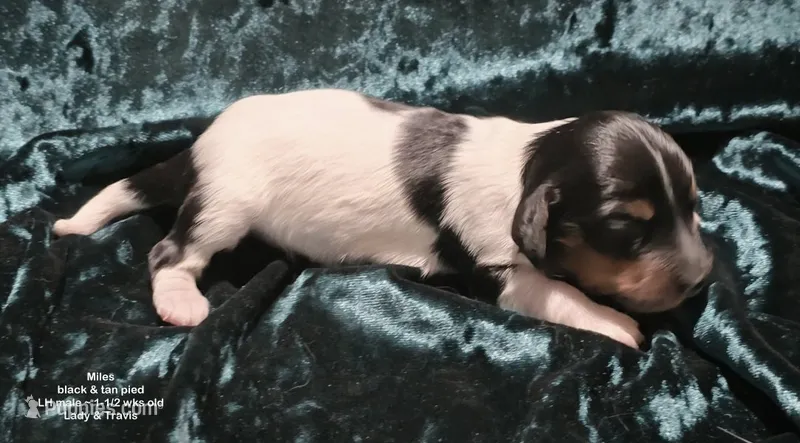 Miles - long haired-pied – Miniature Dachshund puppy for sale in Cadiz, KY