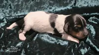 Miles - long haired-pied, a male Miniature Dachshund for sale in Cadiz, KY – 1 of 5