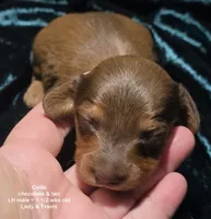 Coda - Chocolate and Tan Long-haired , a male Miniature Dachshund for sale in Cadiz, KY – 3 of 6