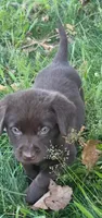 Chocolate  Labradors AKC , a female Labrador Retriever for sale in Hopkinsville, KY – 2 of 9