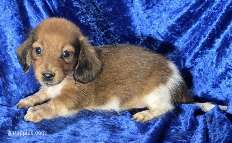 Duke - Long-haired Pied – Miniature Dachshund puppy for sale in Cadiz, KY