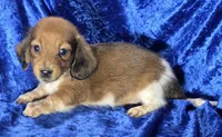 Duke - Long-haired Pied, a male Miniature Dachshund for sale in Cadiz, KY – 1 of 4