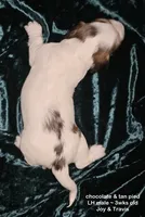 Kaden - Long haired Chocolate Pied, a male Miniature Dachshund for sale in Cadiz, KY – 4 of 6
