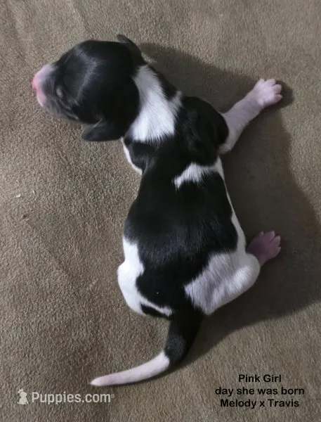 Long Haired Pied Girl  – Miniature Dachshund puppy for sale in Cadiz, KY