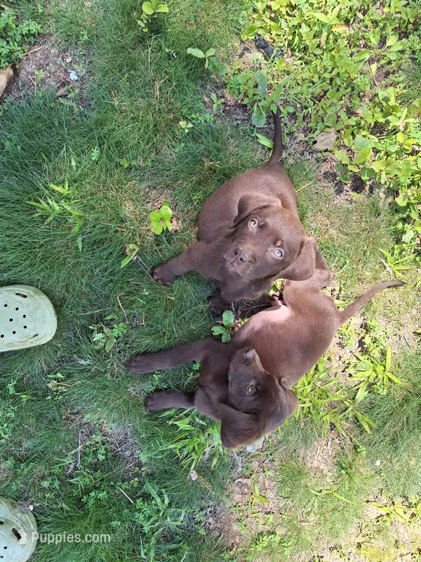 AKC Chocolate Labrador Orange Boy – Labrador Retriever puppy for sale in Hopkinsville, KY