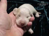 Midas - CREAM LONG HAIRED , a male Miniature Dachshund for sale in Cadiz, KY – 4 of 8