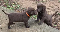 Chocolate  Labradors AKC , a female Labrador Retriever for sale in Hopkinsville, KY – 8 of 9